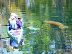Manatees are a common sight while canoeing or kayaking the Chassahowitzka River