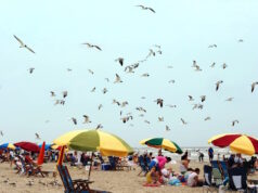Shore birds Photo 170582 © Galina Barskaya | Dreamstime.com