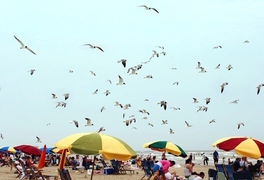 Shore birds Photo 170582 © Galina Barskaya | Dreamstime.com
