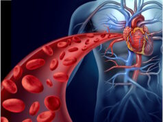 https://www.freepik.com/premium-photo/heart-blood-health-with-red-cells-flowing-through-three-dimensional-veins-from-human-circulatory_46999354.htm#query=body%20blood%20arteries&position=11&from_view=search&track=ais&uuid=b50a35a8-697a-4606-ae85-5942f4bef00a