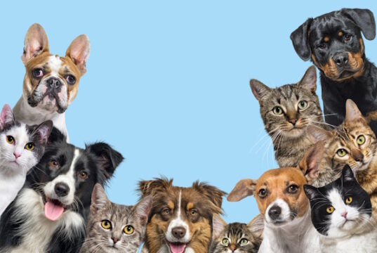 Cats and Dogs https://www.freepik.com/premium-photo/large-group-cats-dogs-looking-camera-blue-background_31196405.htm#fromView=search&page=1&position=9&uuid=d308a045-e480-4ebd-aacb-4b6b6e570153