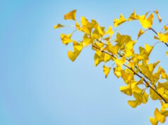 https://www.freepik.com/free-photo/nature-color-parkland-gingko-forest_1118883.htm#query=ginkgo%20biloba&position=27&from_view=search&track=ais&uuid=35e2e201-cb48-4e3f-b173-d8441cc7f617