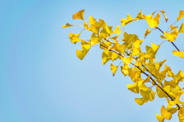 https://www.freepik.com/free-photo/nature-color-parkland-gingko-forest_1118883.htm#query=ginkgo%20biloba&position=27&from_view=search&track=ais&uuid=35e2e201-cb48-4e3f-b173-d8441cc7f617
