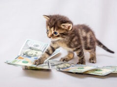 https://www.freepik.com/premium-photo/small-kitten-near-dollars-counting-earnings-profit-from-business_9046888.htm#fromView=search&page=1&position=16&uuid=fe272f94-b963-48e8-9e28-8b6486011d9d