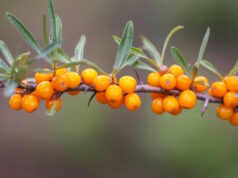 https://www.freepik.com/premium-photo/branch-orange-sea-buckthorn-berries-autumn-park-seasonal-berry-harvest-countryside_20063245.htm#fromView=search&page=1&position=16&uuid=e53d0049-2b27-4714-b1bd-78e2ecb59554