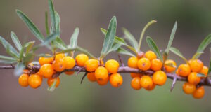 https://www.freepik.com/premium-photo/branch-orange-sea-buckthorn-berries-autumn-park-seasonal-berry-harvest-countryside_20063245.htm#fromView=search&page=1&position=16&uuid=e53d0049-2b27-4714-b1bd-78e2ecb59554