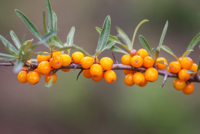 https://www.freepik.com/premium-photo/branch-orange-sea-buckthorn-berries-autumn-park-seasonal-berry-harvest-countryside_20063245.htm#fromView=search&page=1&position=16&uuid=e53d0049-2b27-4714-b1bd-78e2ecb59554