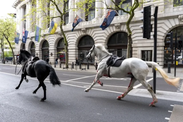 horses