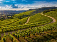 https://www.freepik.com/free-photo/beautiful-view-vineyard-green-hills-sunset_11343055.htm#fromView=search&page=1&position=12&uuid=241acfee-98d3-4166-afdc-baba11b16e82