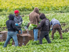 Migrant Workers Photo 194256393 | Immigrant Farm Workers © Randy Fletcher | Dreamstime.com