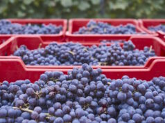 https://www.freepik.com/free-photo/shot-harvested-grapes-special-red-boxes_30468171.htm#fromView=search&page=1&position=48&uuid=27f3b88d-fe8c-4b09-a94e-4a11fa0454db