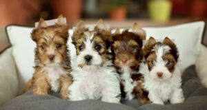https://www.vecteezy.com/photo/2096710-group-of-dogs-yorkshire-terriers-sitting-on-a-beige-chair
