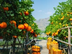 https://www.vecteezy.com/photo/44318234-oranges-fresh-in-mandarin-orange-plantation