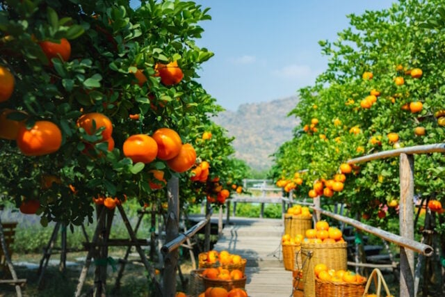 Oranges fresh in mandarin orange plantation https://www.vecteezy.com/photo/44318234-oranges-fresh-in-mandarin-orange-plantation