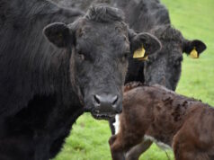https://www.freepik.com/free-photo/very-sweet-black-cow-field-with-other-cows-calves_21957183.htm#fromView=search&page=1&position=19&uuid=975db4b6-8ec7-4f76-b444-f04ebd34074a
