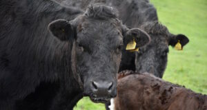https://www.freepik.com/free-photo/very-sweet-black-cow-field-with-other-cows-calves_21957183.htm#fromView=search&page=1&position=19&uuid=975db4b6-8ec7-4f76-b444-f04ebd34074a