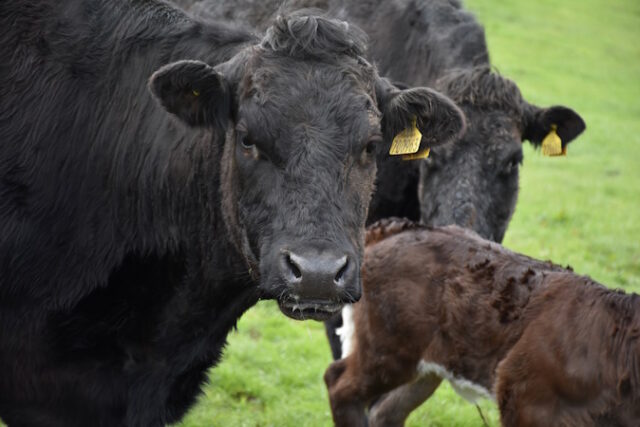 https://www.freepik.com/free-photo/very-sweet-black-cow-field-with-other-cows-calves_21957183.htm#fromView=search&page=1&position=19&uuid=975db4b6-8ec7-4f76-b444-f04ebd34074a