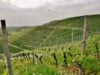 https://www.freepik.com/free-photo/beautiful-shot-hilly-green-vineyards-cloudy-sky-town-kappelrodeck_13291736.htm#fromView=search&page=1&position=37&uuid=2e804cd8-09be-4046-837a-59e0d0de7bc4