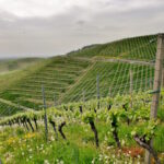 Beautiful shot of a hilly green vineyards under a cloudy sky in the town of Kappelrodeck