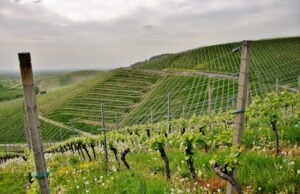 How Philippe Langner Turns Napa’s Toughest Mountain Slope Into Incredible Cabernet https://www.freepik.com/free-photo/beautiful-shot-hilly-green-vineyards-cloudy-sky-town-kappelrodeck_13291736.htm#fromView=search&page=1&position=37&uuid=2e804cd8-09be-4046-837a-59e0d0de7bc4