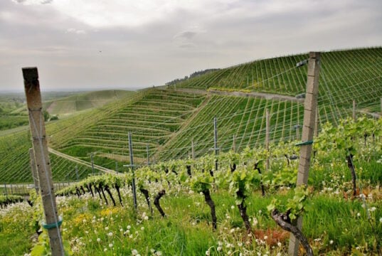 https://www.freepik.com/free-photo/beautiful-shot-hilly-green-vineyards-cloudy-sky-town-kappelrodeck_13291736.htm#fromView=search&page=1&position=37&uuid=2e804cd8-09be-4046-837a-59e0d0de7bc4