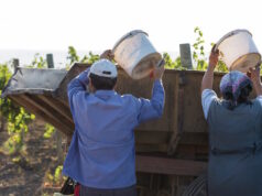 https://www.freepik.com/premium-photo/workers-pour-blue-grapes-onto-trailer-vineyard-autumn-harvesting_18515068.htm#fromView=search&page=2&position=18&uuid=7e93c6ec-8164-42df-ac81-da44919b2724