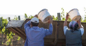 https://www.freepik.com/premium-photo/workers-pour-blue-grapes-onto-trailer-vineyard-autumn-harvesting_18515068.htm#fromView=search&page=2&position=18&uuid=7e93c6ec-8164-42df-ac81-da44919b2724