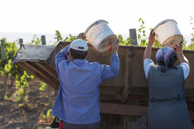 https://www.freepik.com/premium-photo/workers-pour-blue-grapes-onto-trailer-vineyard-autumn-harvesting_18515068.htm#fromView=search&page=2&position=18&uuid=7e93c6ec-8164-42df-ac81-da44919b2724