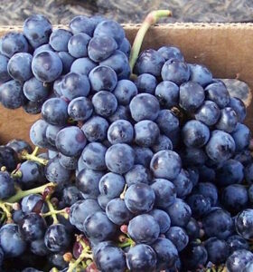 https://en.wikipedia.org/wiki/Cabernet_Franc