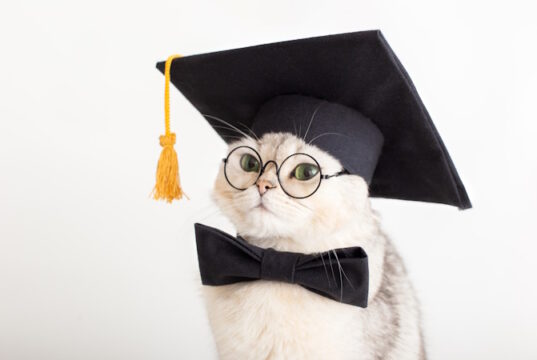 https://www.freepik.com/premium-photo/closeup-cute-cat-black-prom-hat-bow-tie-glasses-looking-away_28306915.htm#fromView=search&page=1&position=19&uuid=895a1b95-472d-4e41-9797-ef5419e27cb0
