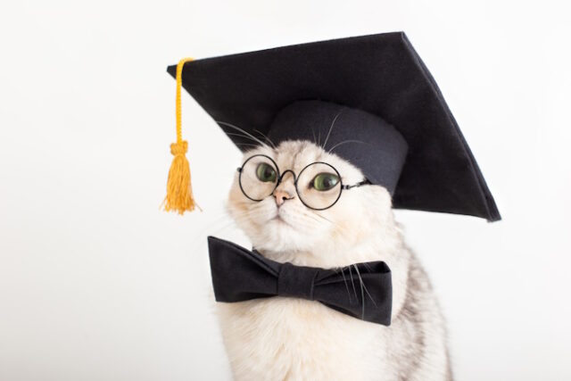 Close-up of a cute cat in a black prom hat, bow tie and glasses, looking away https://www.freepik.com/premium-photo/closeup-cute-cat-black-prom-hat-bow-tie-glasses-looking-away_28306915.htm#fromView=search&page=1&position=19&uuid=895a1b95-472d-4e41-9797-ef5419e27cb0