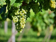 https://www.freepik.com/free-photo/grapes-vineyard-beautiful-natural-colorful-background-with-wine_23458166.htm#from_view=detail_alsolike