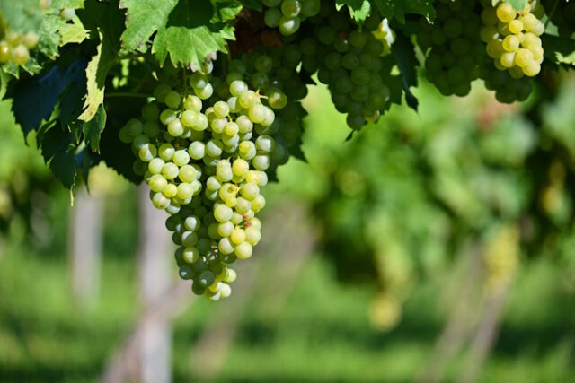 Grapes in the vineyard. Beautiful natural colorful background with wine. https://www.freepik.com/free-photo/grapes-vineyard-beautiful-natural-colorful-background-with-wine_23458166.htm#from_view=detail_alsolike