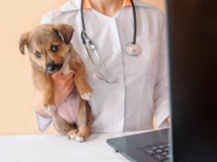 https://www.freepik.com/premium-photo/vet-doctor-holding-puppy-fills-pet-health-record-card-laptop_11140235.htm#fromView=search&page=1&position=14&uuid=dfa9b4fd-3965-477c-9f16-af7bba06cff8