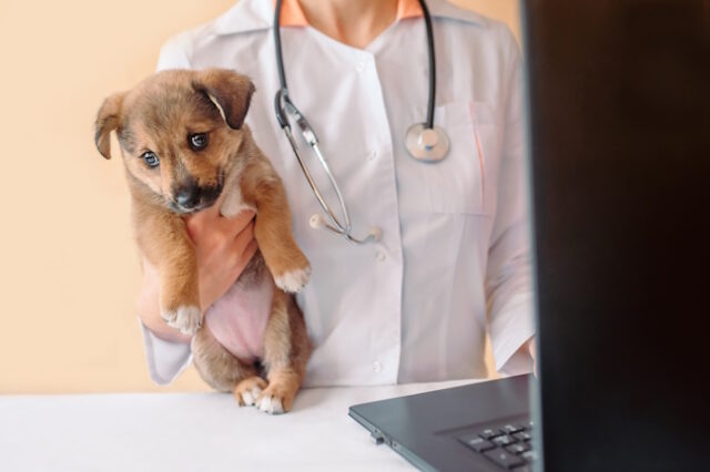 Vet doctor holding puppy and fill pet health record card on laptop . Veterinarian with stethoscope holding puppy in his hands during the examination in the vet clinic. Pet check, Vet examining https://www.freepik.com/premium-photo/vet-doctor-holding-puppy-fills-pet-health-record-card-laptop_11140235.htm#fromView=search&page=1&position=14&uuid=dfa9b4fd-3965-477c-9f16-af7bba06cff8