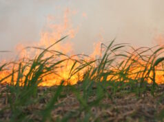 burning sugar cane fields ID 609501 | Burning Sugar Crops © Dicid | Dreamstime.com