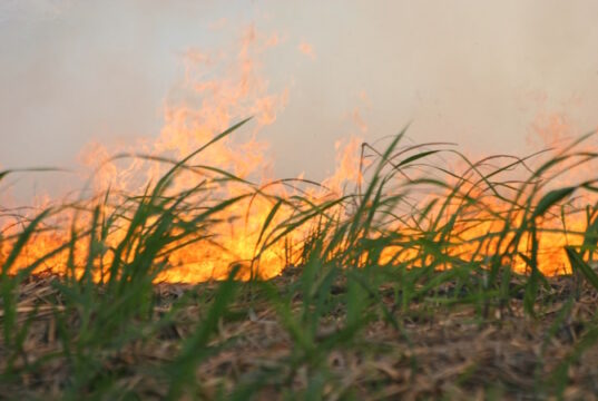 burning sugar cane fields ID 609501 | Burning Sugar Crops © Dicid | Dreamstime.com