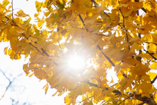 autumn sun
