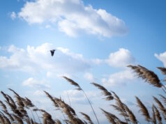 https://www.freepik.com/free-photo/low-angle-shot-bird-flying-cloudy-sky-daytime_10759061.htm#fromView=search&page=1&position=9&uuid=a65ed8c1-4c8d-427d-84b9-7abc2f1d8bab