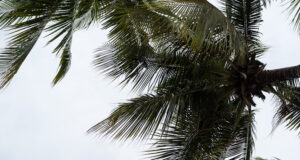 https://www.vecteezy.com/photo/36367700-low-angle-view-of-coconut-palm-tree