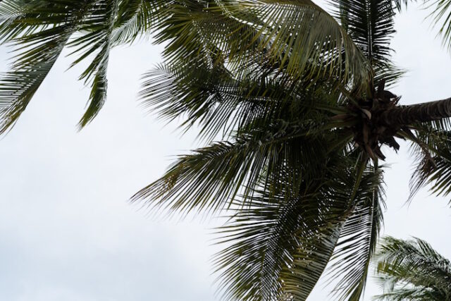 https://www.vecteezy.com/photo/36367700-low-angle-view-of-coconut-palm-tree