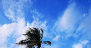 https://www.vecteezy.com/photo/36442392-tropical-natural-palm-tree-palms-trees-coconuts-blue-sky-mexico