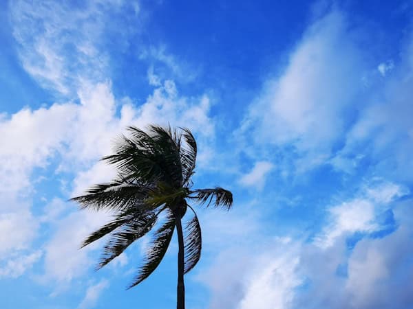 https://www.vecteezy.com/photo/36442392-tropical-natural-palm-tree-palms-trees-coconuts-blue-sky-mexico