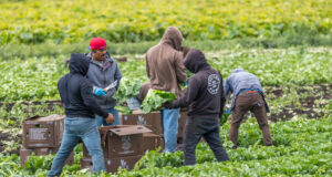 Migrant farmers ID 194256393 © Randy Fletcher | Dreamstime.com