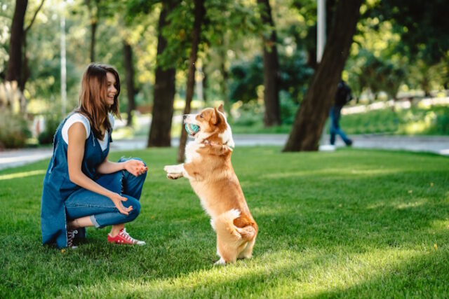 https://www.vecteezy.com/photo/11434831-portrait-of-woman-with-dog-welsh-corgi-pembroke-in-dog-park