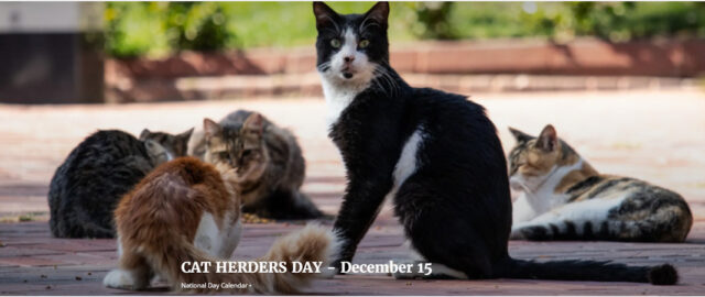 Cat herders