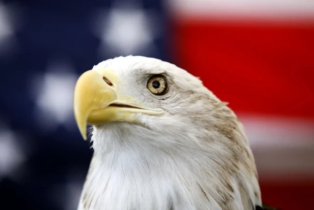 Eagle