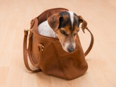 https://www.freepik.com/premium-photo/high-angle-view-dog-looking-away_124207436.htm#fromView=search&page=1&position=15&uuid=2d10221e-4ece-498d-984d-73e9719a51f3