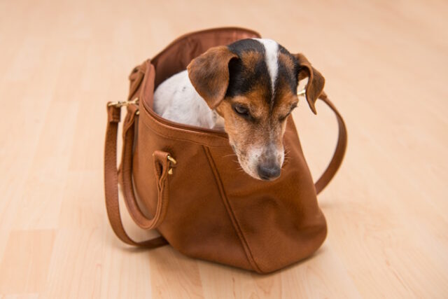 high-angle-view-dog-looking-away https://www.freepik.com/premium-photo/high-angle-view-dog-looking-away_124207436.htm#fromView=search&page=1&position=15&uuid=2d10221e-4ece-498d-984d-73e9719a51f3