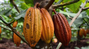 https://www.vecteezy.com/photo/48041372-cocoa-pods-grow-on-tree-the-cocoa-tree-with-fruits